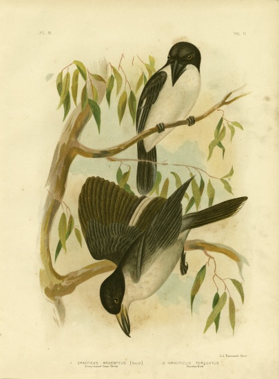 Silverys-Backed Crow-Shrike Or Silver-Backed Butcherbird de Gracius Broinowski