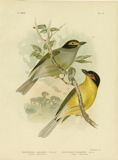 Southern Sphecotheres Or Australasian Figbird de Gracius Broinowski