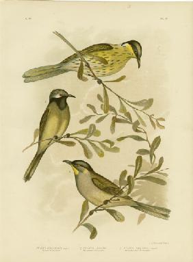 Varied Honeyeater