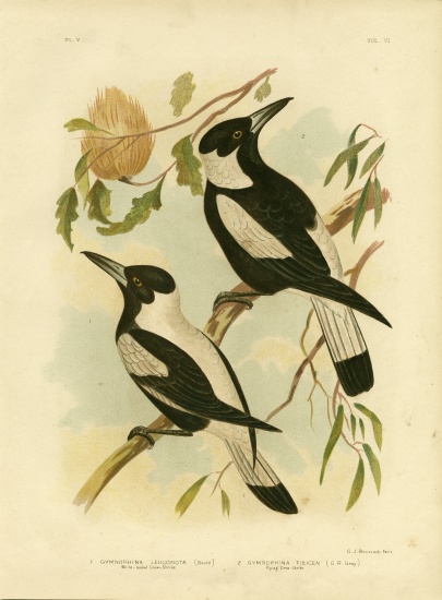 White-Backed Crow-Shrike de Gracius Broinowski