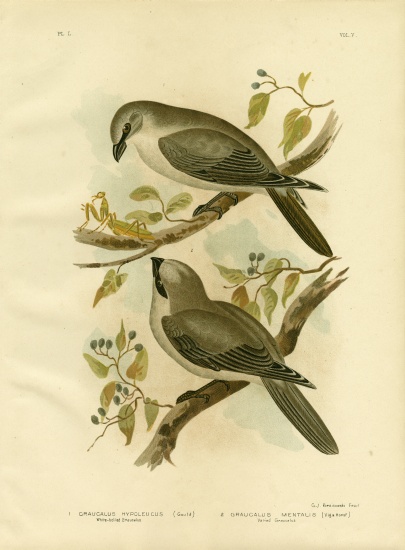 White-Bellied Cuckoo-Shrike de Gracius Broinowski