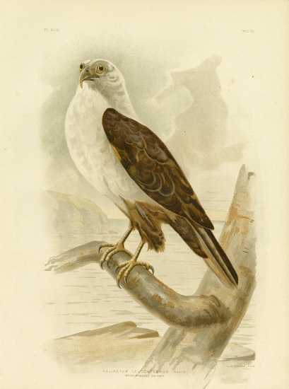 White-Breasted Sea Eagle de Gracius Broinowski