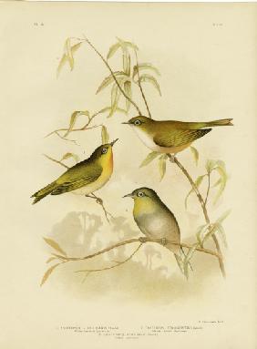 White-Breasted Zosterops Or Norfolk White-Eye