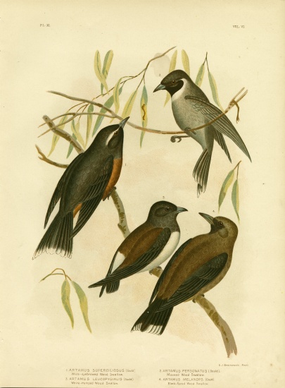 White-Eyebrowed Wood Swallow de Gracius Broinowski
