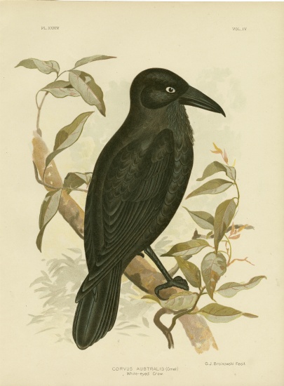 White-Eyed Crow Or Australian Raven de Gracius Broinowski