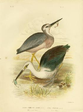 White-Faced Heron