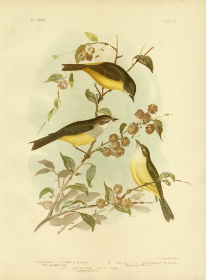 Yellow-Breasted Robin Or Eastern Yellow Robin de Gracius Broinowski
