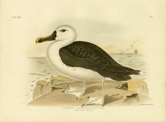 Yellow-Nosed Albatross de Gracius Broinowski