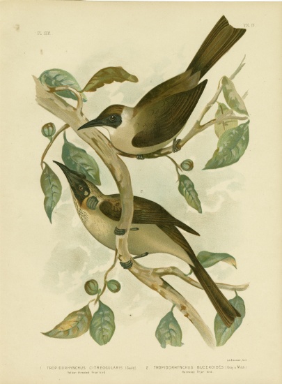 Yellow-Throated Friarbird Or Little Friarbird de Gracius Broinowski