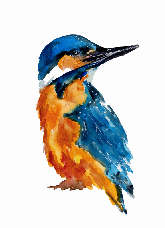 Little Kingfisher de Sebastian  Grafmann