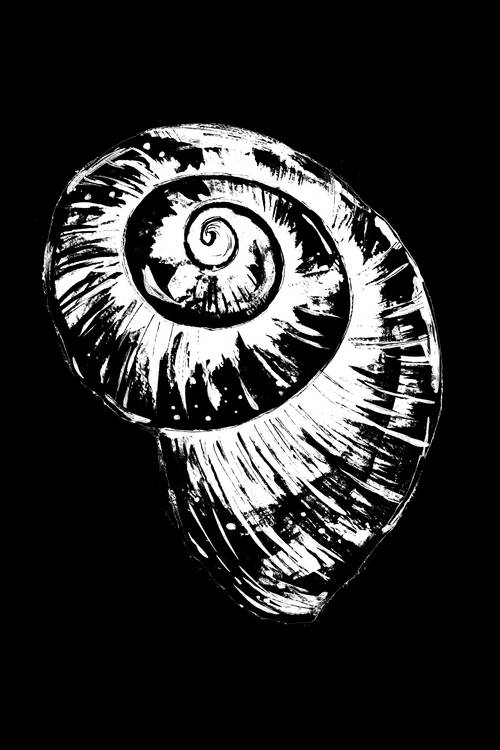 Black and White Spiral Snail Shell de Sebastian  Grafmann