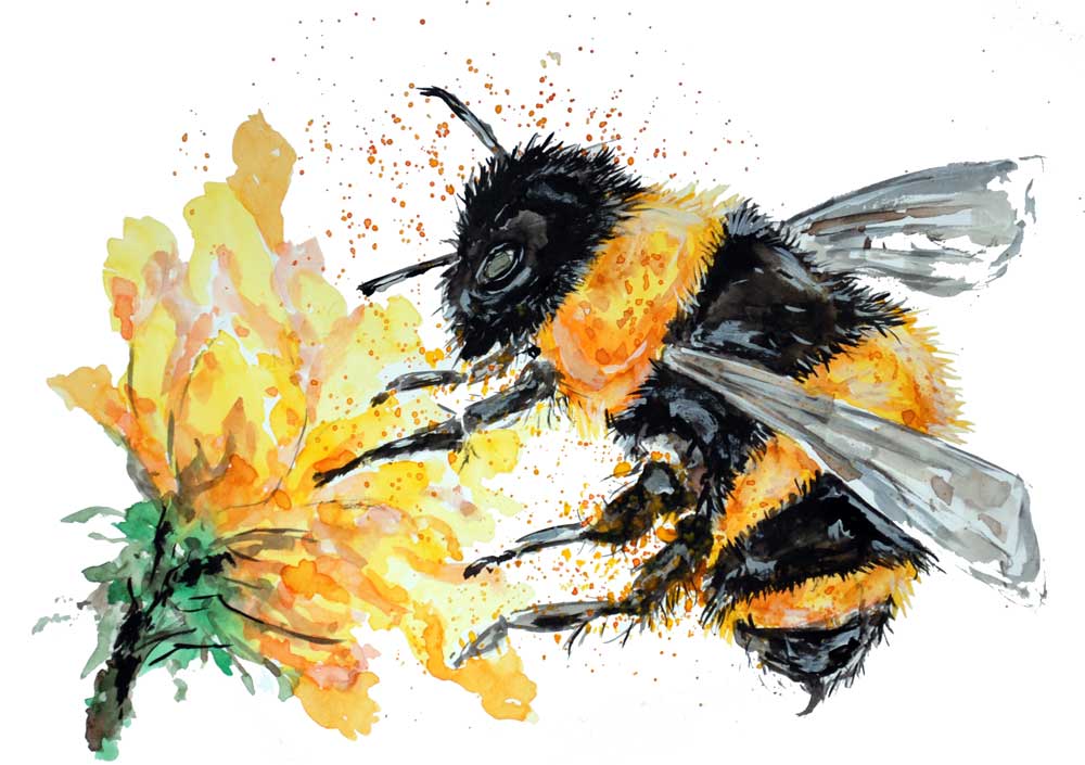 Bumble Bee Collecting Pollen de Sebastian  Grafmann