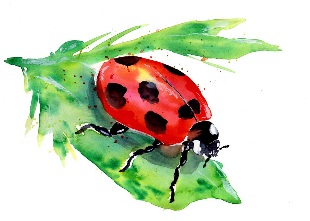Ladybug On A Green Leaf de Sebastian  Grafmann