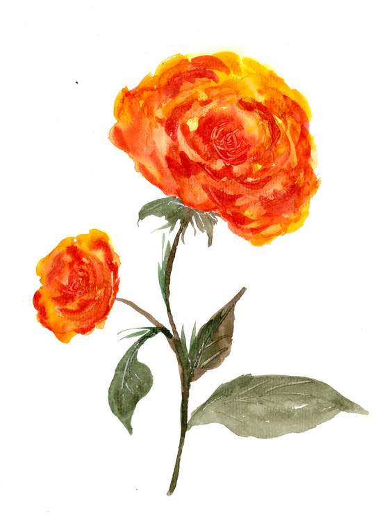 Orange Rosen de Sebastian  Grafmann