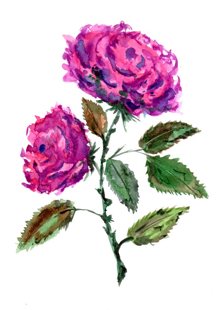 Purple Roses de Sebastian  Grafmann