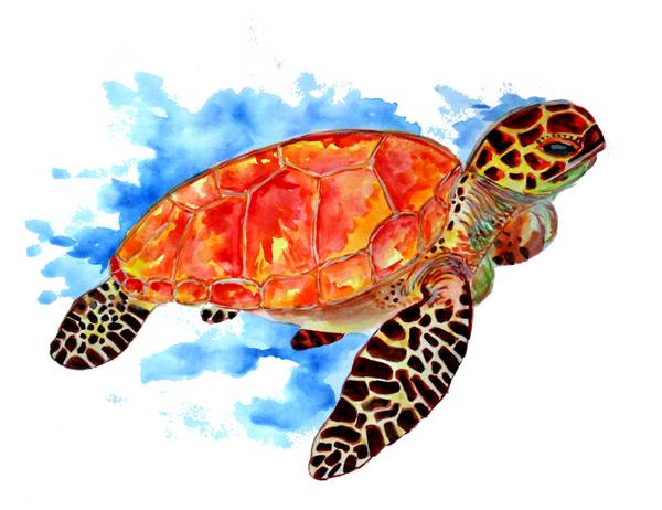 Rote See Schildkröte de Sebastian  Grafmann