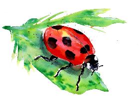 Ladybug On A Green Leaf