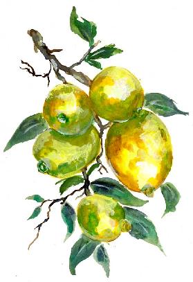 Limones en la rama de un árbol
