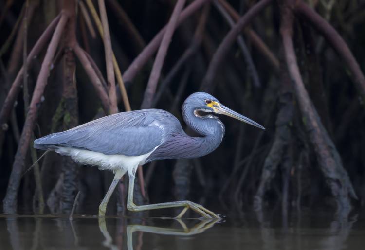 Stalking in the Mangroves de Greg Barsh