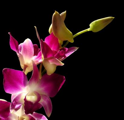 Orchidee de Grzegorz Agnieszka Sowik