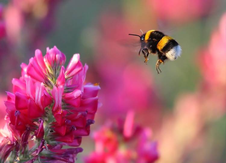 Bumble Bee de Guido Frazzini