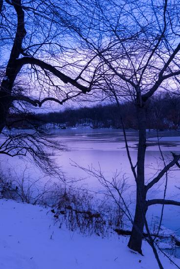 Purple Central Park Winter