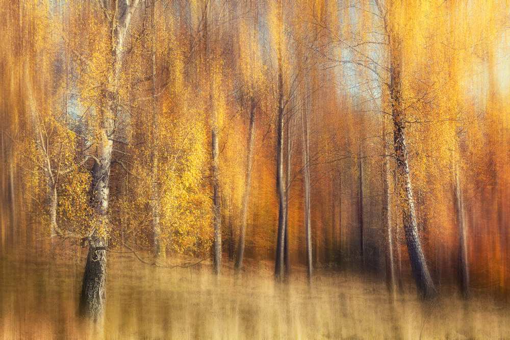 Autumn Birches de Gustav Davidsson