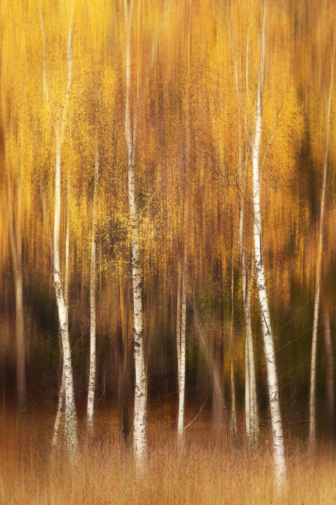 Autumn de Gustav Davidsson