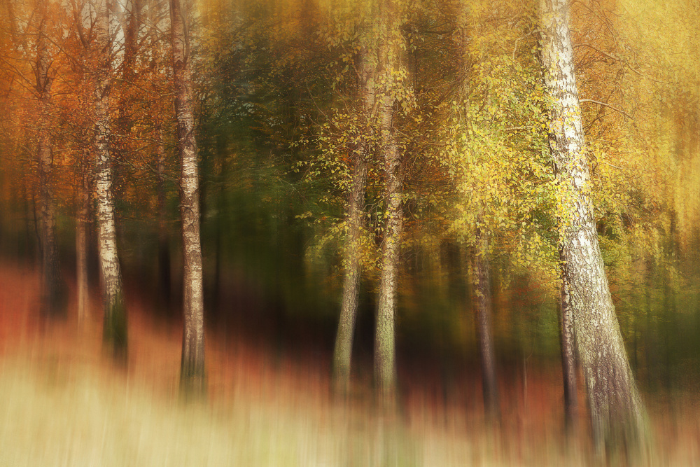 Autumn Colors de Gustav Davidsson
