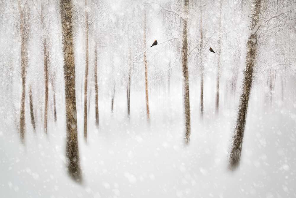 Winter Birches de Gustav Davidsson