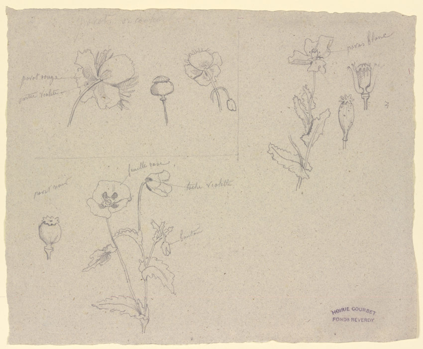 Studien zu verschiedenen Mohnarten de Gustave Courbet