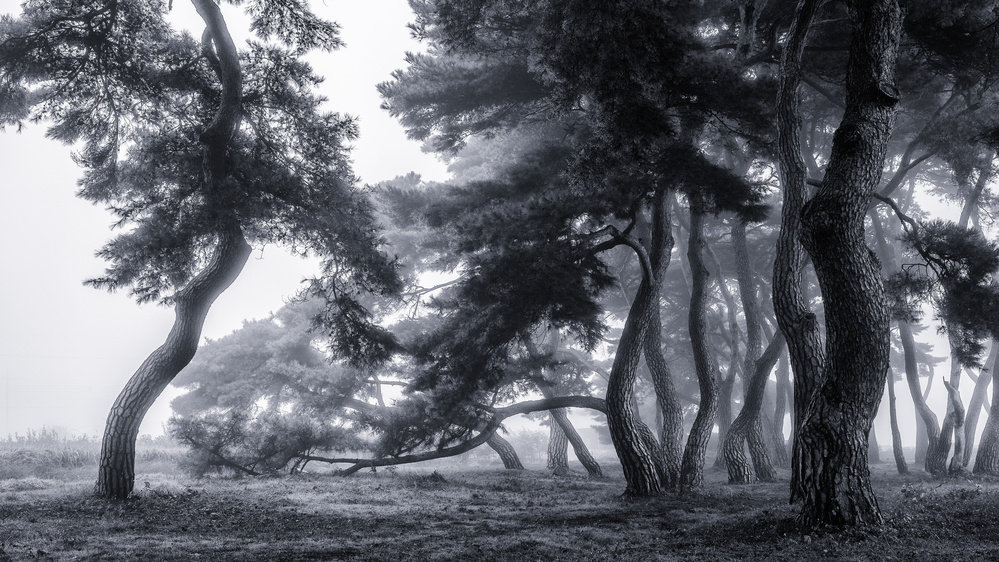 Pine trees dancing in the fog de Gwangseop eom