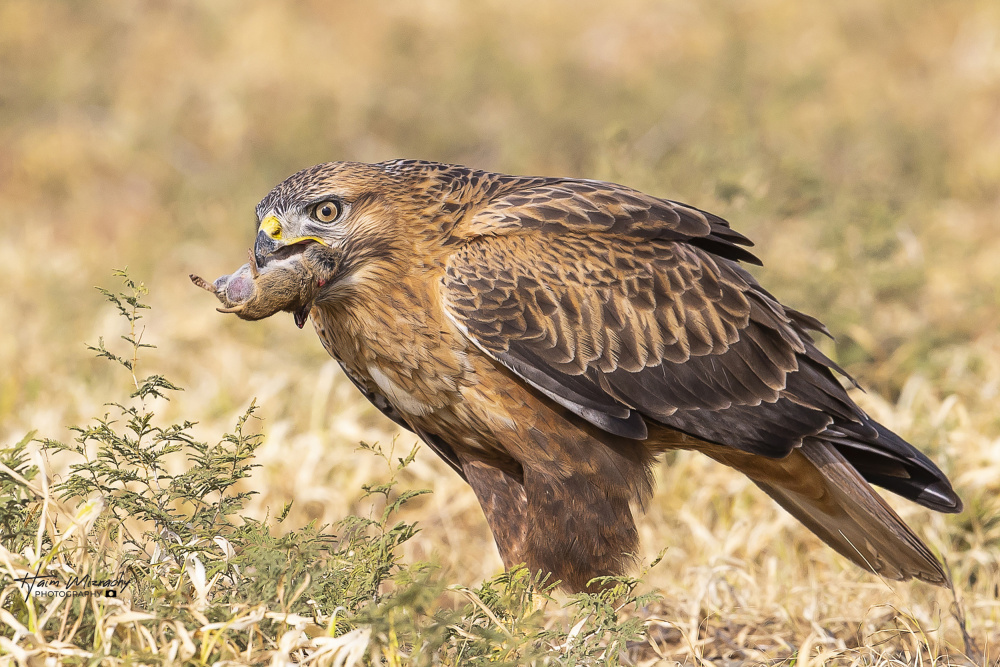 Long-legged buzzard in breafast de Haim Mizrachy