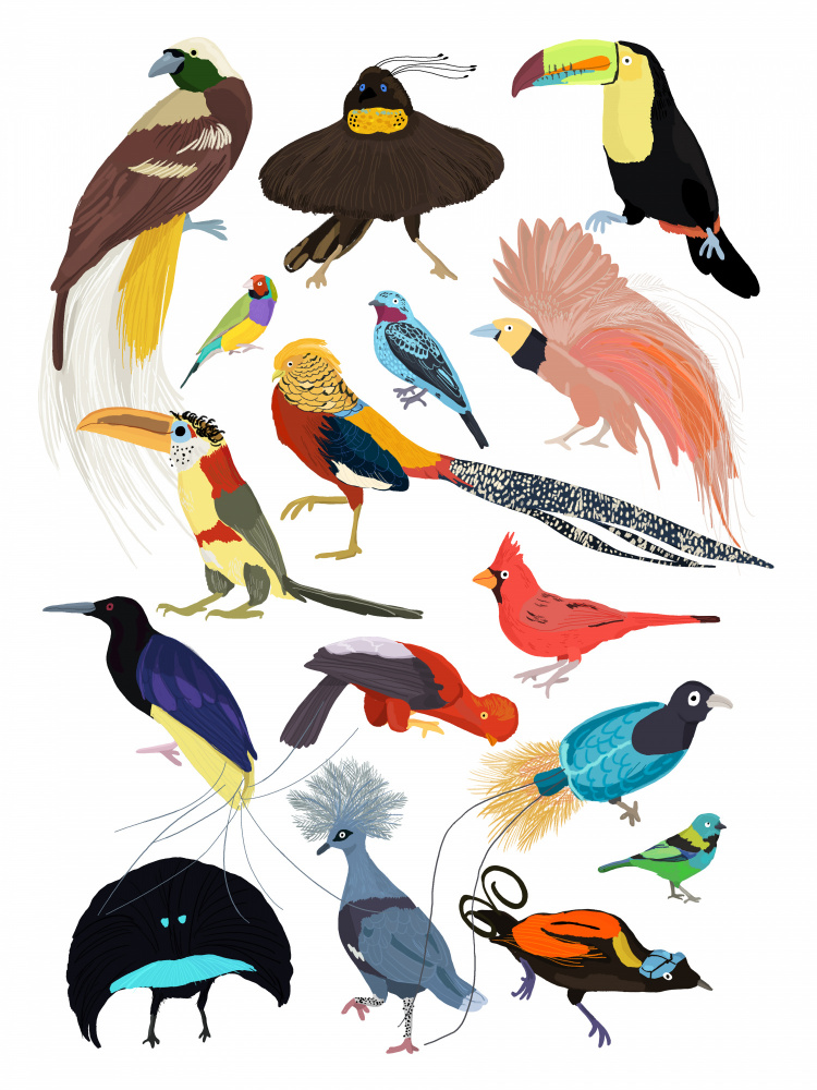 Birds of Paradise de Hanna Melin