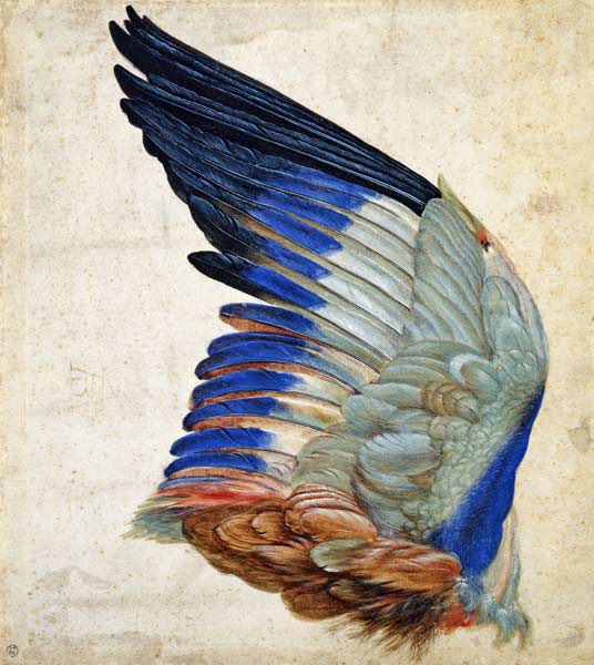 Wing of a Blue Roller de Hans Hoffmann
