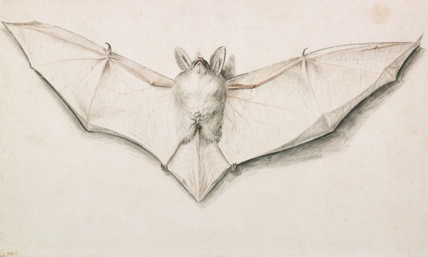 Fledermaus mit ausgespannten Flügeln de Hans Holbein (el Joven)