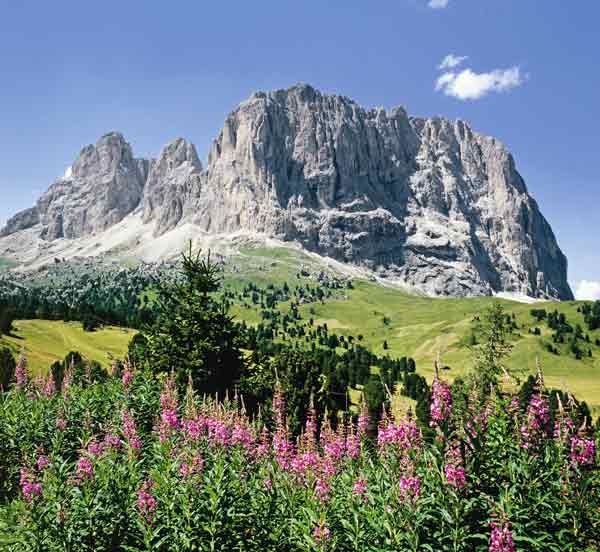 Bergblumen vor Sella-Gruppe de Hans-joachim Arndt