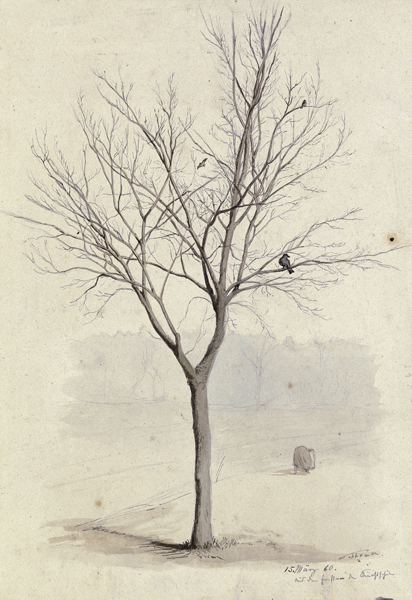 Leafless tree with birds de Hans Thoma