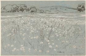 Meadow with Daisys