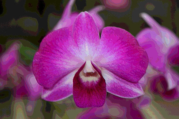 Orchidee 0043 de Harald Albrecht