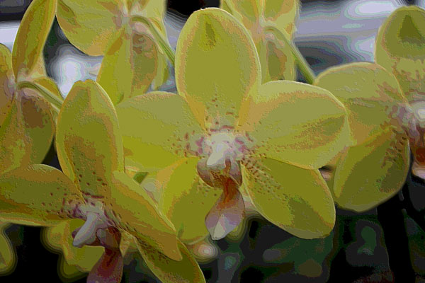 Orchidee 0044 de Harald Albrecht