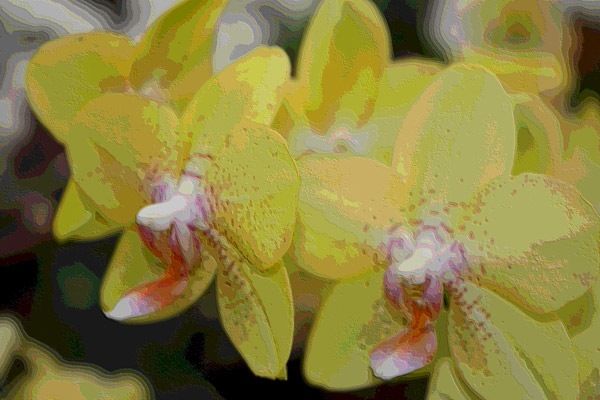 Orchidee 0045 de Harald Albrecht