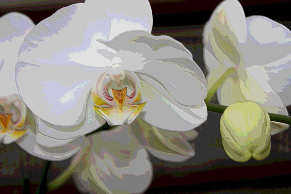 Orchidee 0047 de Harald Albrecht
