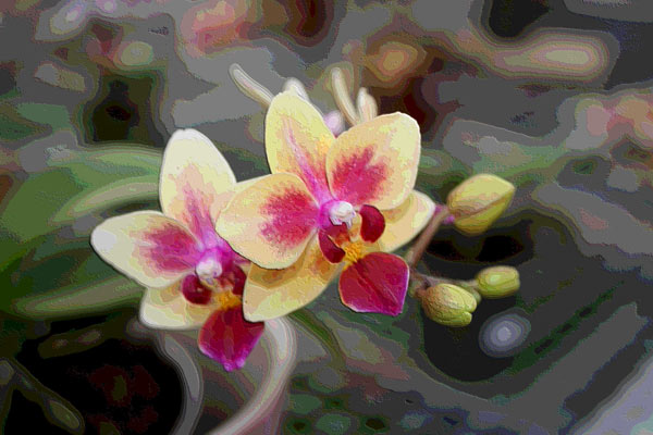 Orchidee 0048 de Harald Albrecht