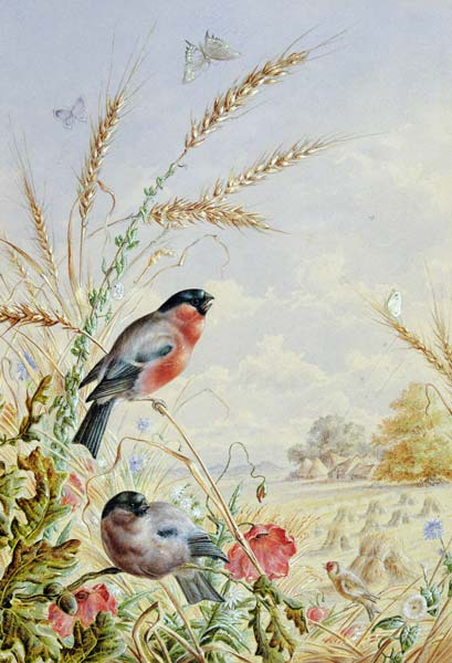Bullfinches in a harvest field de Harry Bright