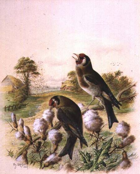 Goldfinches on thistles de Harry Bright