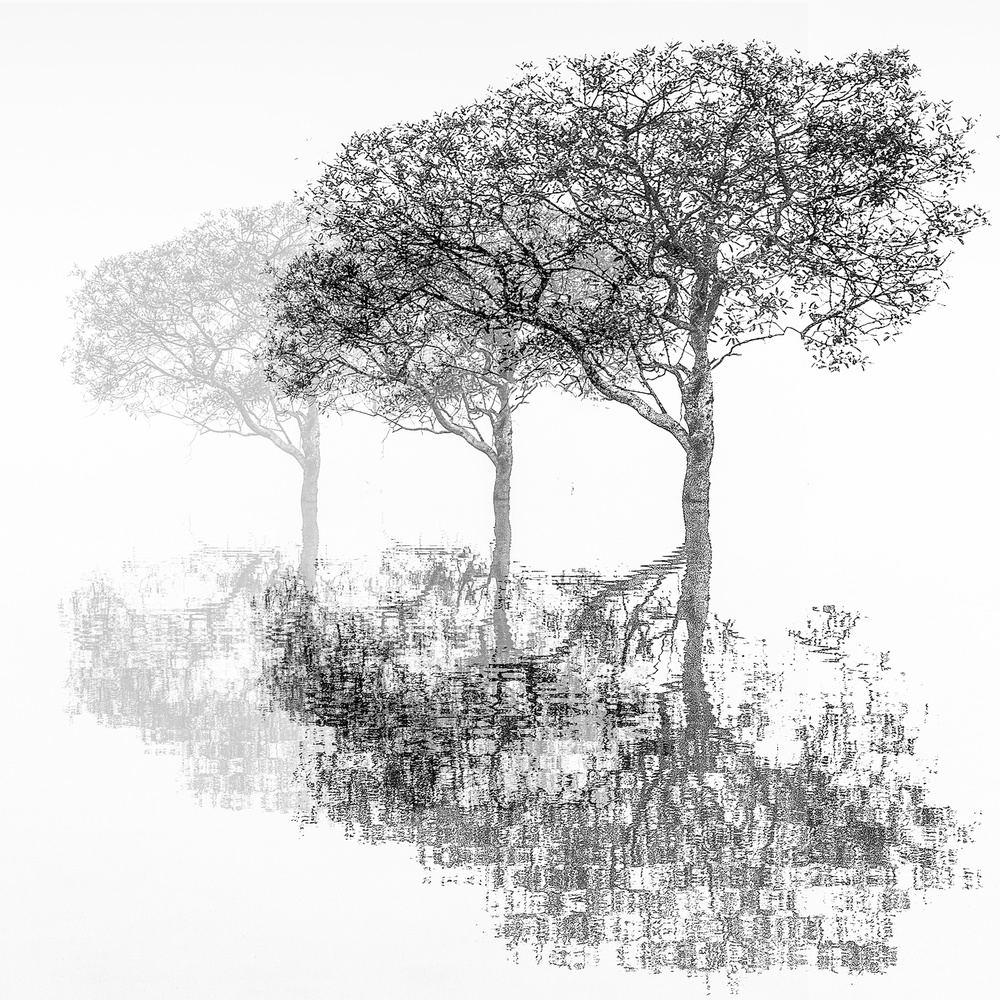 Three trees. de Harry Verschelden