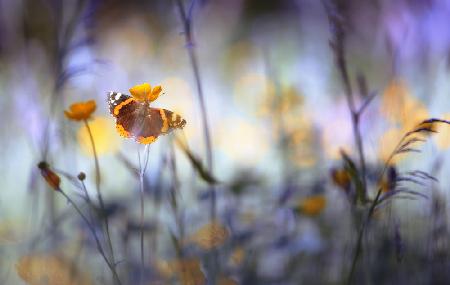 In a meadow