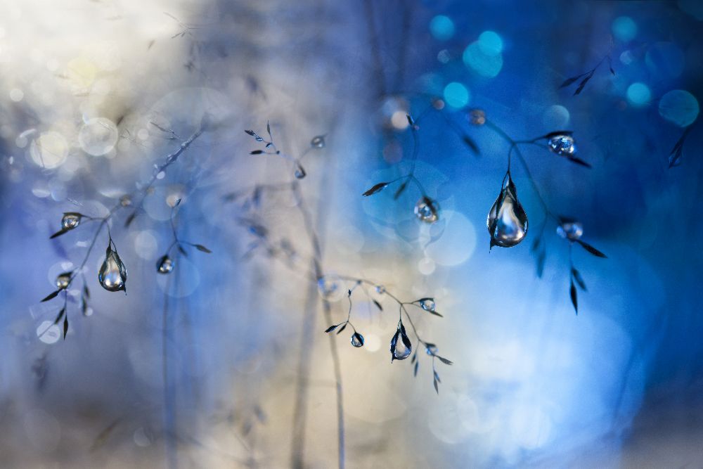 Blue rain de Heidi Westum