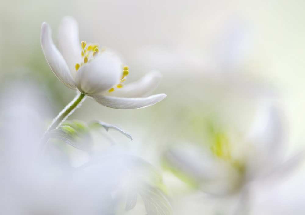White Spring de Heidi Westum